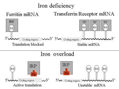 Reciprocal Regulation Of The Synthesis Of Ferritin And Transferrin