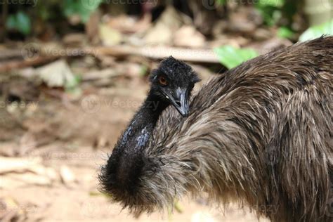 Emu in Australia 11548262 Stock Photo at Vecteezy