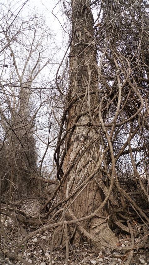 Vines Wrapped Around A Large Tree In Eastern Oklahoma Stock Image