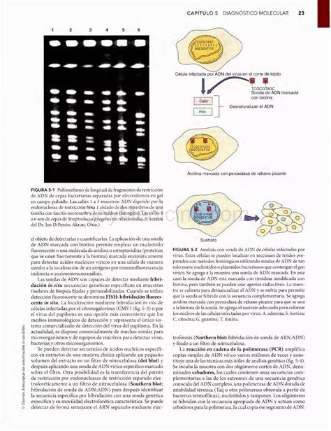 Microbiologia Medica Patrick Murray Va Edicion Pdf