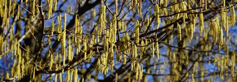 Parcourez Notre Collection Étendue de Corylus Avellana Webbs Prize Cobb