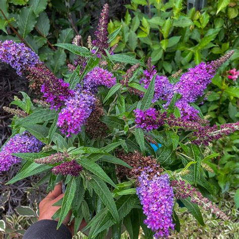 Buddleja Davidii Butterfly Candy Little Lila Kaufen Kompakter Schmetterlingsflieder Native