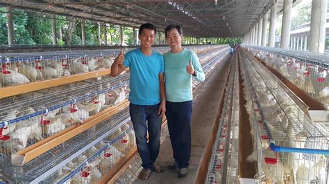 layer poultry farm near me - 10,250 chicken farm in Batangas, Philippines