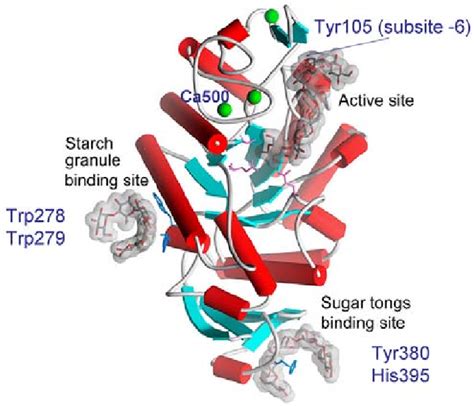 Surface Binding Sites In Barley Amylase Amy The D A Inactive