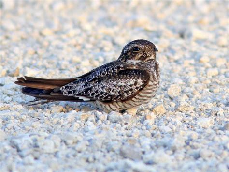 Common Nighthawk Ebirdr