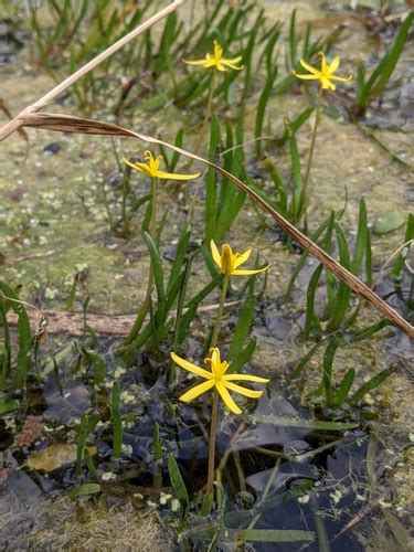 Water Star Grass Adirondack Research Guidebook Inaturalist