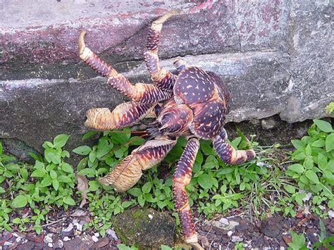 Giant Coconut Crabs Pinch Harder Than Most Animals Bite Hd Wallpaper