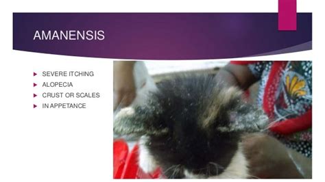 25 Unique Cat Scabies Treatment - Demodectic Mange