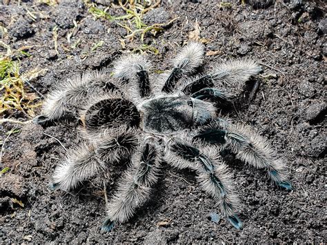 Tliltocatl Ex Brachypelma Albopilosum Nicaragua Legs