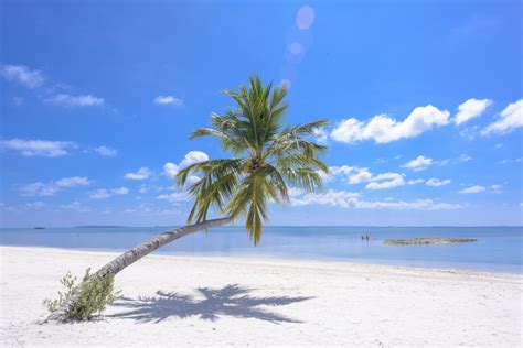 Free Images Sky Tropics Nature Daytime Beach Palm Tree Sea