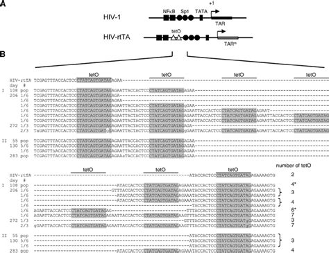 Evolution Of Hiv Rtta Tat Stop A Comparison Of The U R Regions