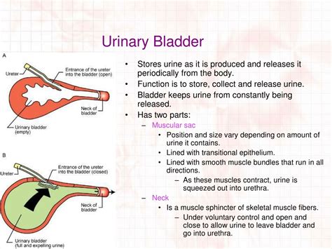 Ppt The Urinary System Powerpoint Presentation Free Download Id 9717012