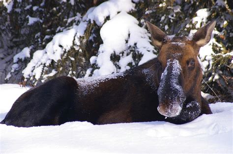 10 unique winter activities in Jasper National Park | Tourism Jasper