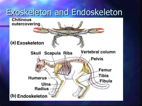 Comparing an exoskeleton to an endoskeleton | 309 plays | Quizizz