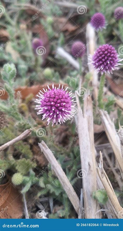 Sphaeranthus Indicus The East Indian Globe Thistle Is A Flowering