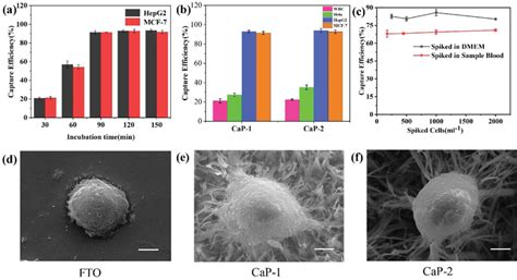 A Capture Efficiency Of Hepg2 And Mcf‐7 Cells At Different Incubation Download Scientific