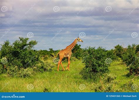 African Giraffe On The Masai Mara Kenya Stock Image Image Of Environment Bush 129431365