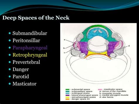 Surgical Treatment Of Paraphyrngeal And Retropharyngeal Abscesses Ppt