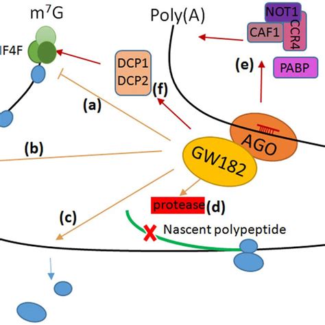 Schematic Diagram Of Mirna Mediated Mrna Translational Repression And