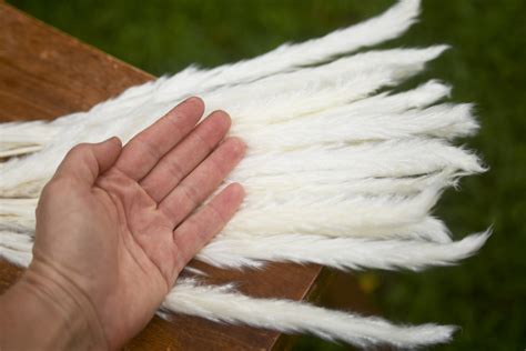 Dried Bleached Mini Pampas Grass The Blaithin Blair Shop