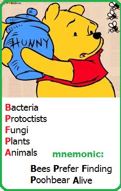 Classification Of Living Things 5 Kingdoms