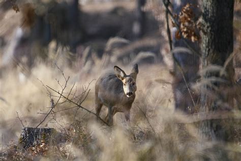 Roe Deer Martin Sramek Flickr