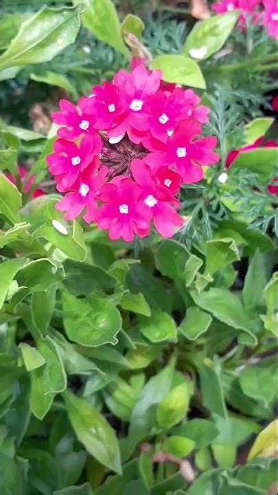 Verbena Care Tips How To Grow And Care Verbena Fun Gardening Planting Verbena Plants