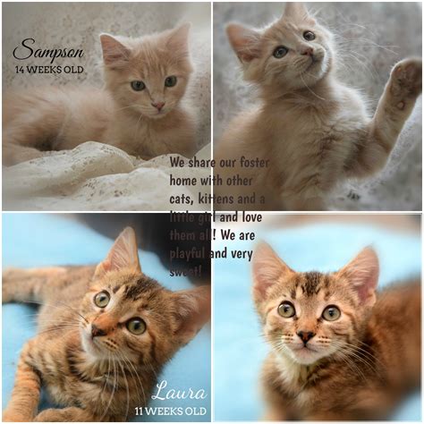 taps animal shelter 6