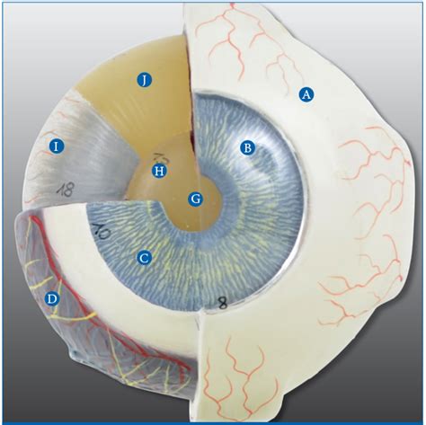 Anterior View Of The Eye 2 Diagram Quizlet