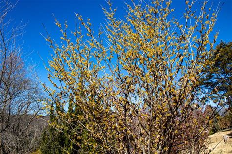 Witch Hazel That Yellow Beautiful Flowers Bloom Early Spring Stock