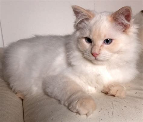 Cream Point Ragdoll Kitten Images Galleries With A