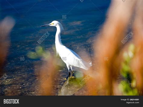 Wildlife Refuge Birds Image & Photo (Free Trial) | Bigstock