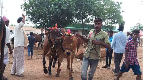 00000 00009 ఎడల అమమబడన తలగణ వకరబద bulls for sale