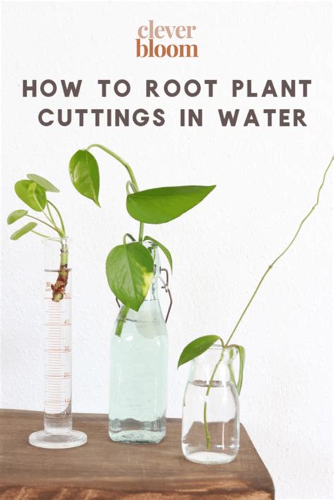 how to root plant cuttings in water for propagation