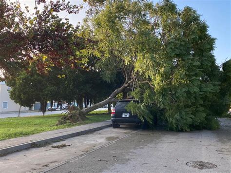 El temporal vuelve a azotar Rota con múltiples caída de árboles entre