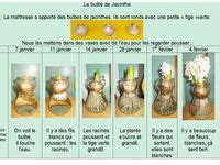 Id Es De Bulbes Bulbes Jardinons L Cole Jardinage Maternelle