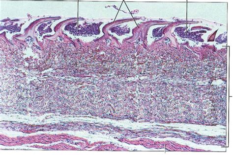 Shark skin (sagittal section) Diagram | Quizlet