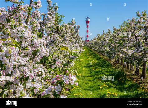 Altes Land Apfelblute Hi Res Stock Photography And Images Alamy