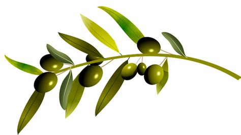 200000 Free Olive Tree And Olive Tree Images Pixabay