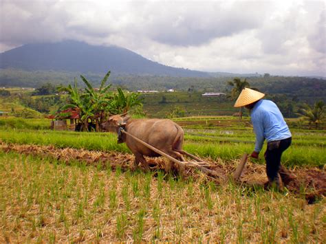 petani hari tani  september serikat petani indonesia