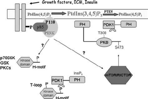 Pdk1 Phosphorylates Membrane Bound And Cytosolic Substrates Pdk1 Occurs Download Scientific