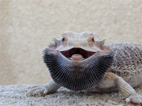 20 Hilarious Bearded Dragon Memes To Brighten Your Day Bearded Dragon