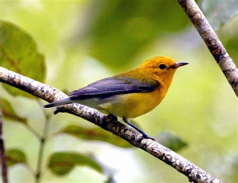 Alabama Dauphin Island Spring Migration Birding Tour 2024 Naturalist