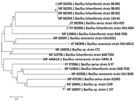 Hydrolytic Enzyme Production By Thermophilic Bacteria Isolated From