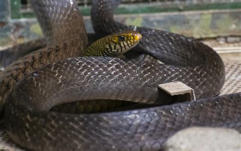 Indian Rat Snake Ptyas Mucosa Stock Photo - Image of tree, orissa ...