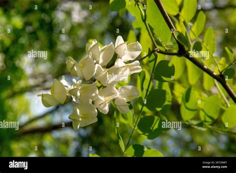 Black Locust Tree Blooming In The Spring Robinia Pseudoacacia White