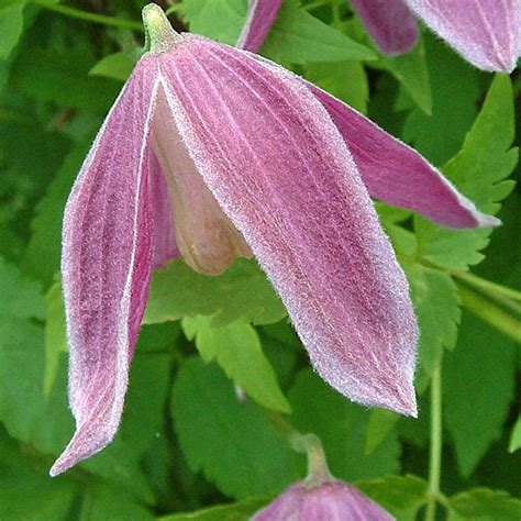 Cl Matite Des Alpes Ruby Clematis Alpina Petites Fleurs Rose Sombre