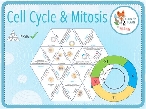 Cell Cycle And Mitosis Tarsia KS5 Teaching Resources