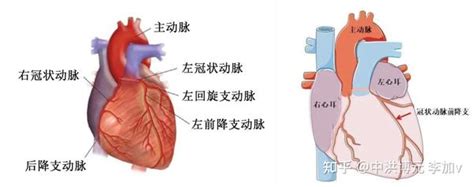 心肌梗死动物模型 知乎