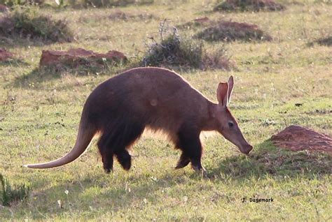 Rare Sighting Of Aardvark On Safari Kariega Game Reserve